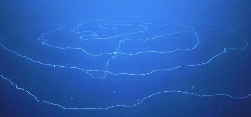 바다에 떠 다니는이 긴 최면은 무엇입니까? 