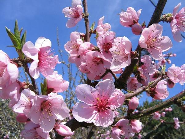 5 월 4 일에 민속 표지판 5 월 4 일에 민속 표지판