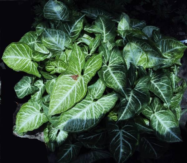 syngonium 전조와 미신 